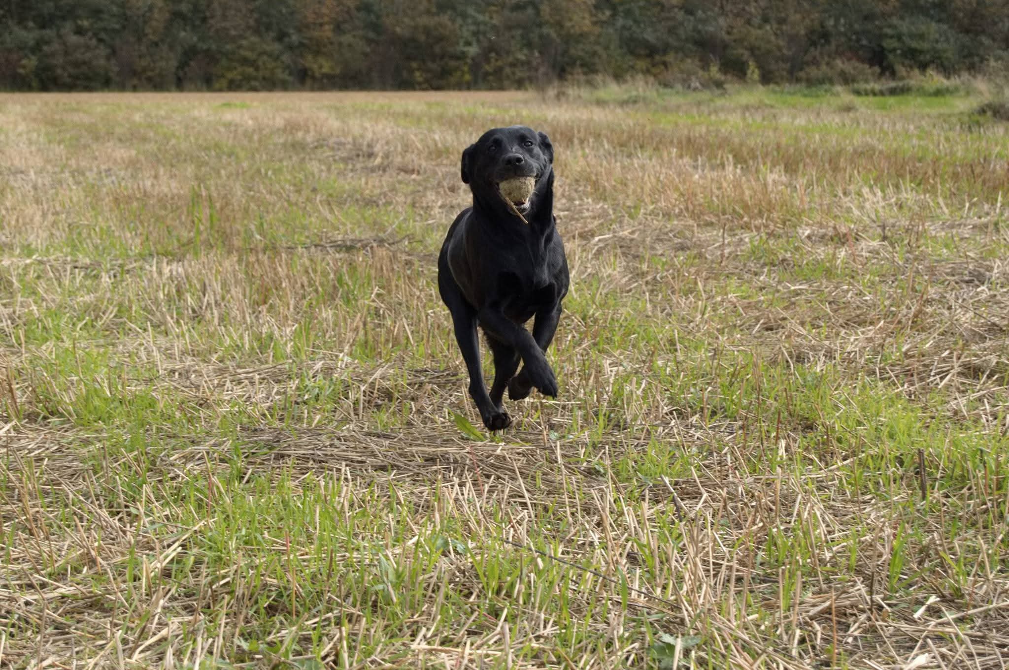 Sort labradorhvalp giver håb og støtte i et liv med kronisk sygdom